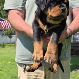 Rottweiler Puppies from Vom Peiffley Rottweilers, LLC