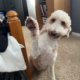 Goldendoodle All Grown Up from Tran Clan Doodles