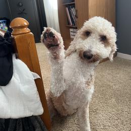 Goldendoodle All Grown Up from Tran Clan Doodles