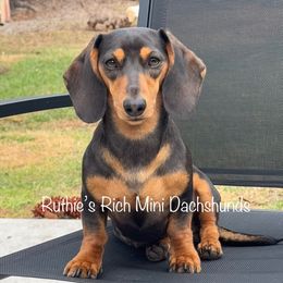 Maple - Dachshund