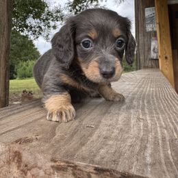 Dachshund Puppies from B’s Dachshunds