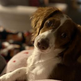 Ruby - Dachshund