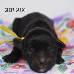 Greta Garbo - Black female Miniature Schnauzer puppy in Sedalia, Missouri from Farmer Brown's Puppies