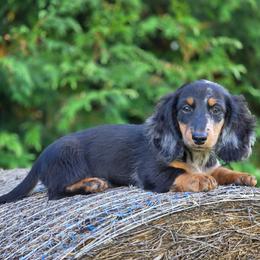 Hugo is 3500 dollars - Black and tan male Dachshund puppy in Crystal, Michigan from Mare-bella Dachshunds