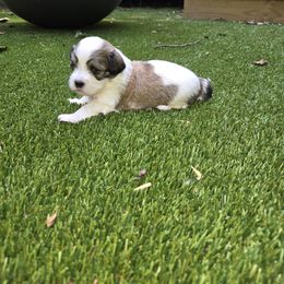 Winslow - Red male Havanese puppy in Silver Spring, Maryland from GoldDust Havanse