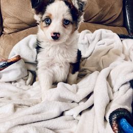 Miniature Australian Shepherd Puppies from CKO Country Road Aussies