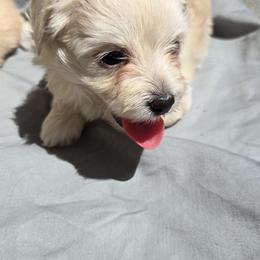 Girl 2 - Cream female Maltipoo puppy in Brooksville, Florida from DeVall Maltipoos