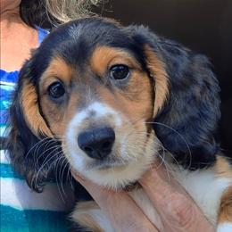 SKIP - Piebald male Dachshund puppy in Bangs, Texas from Lickin'bach Miniature Dachshunds