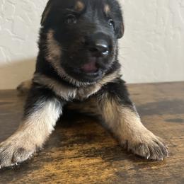 Black tan - Black and tan male German Shepherd puppy in Athol, Idaho from Coterie Shepherds