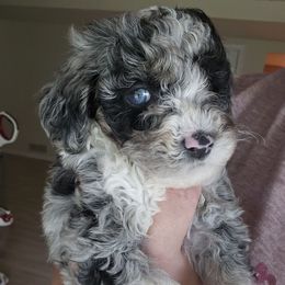 Pongo - Blue merle male Aussiedoodle puppy in Galena, Illinois from Perry's doodles