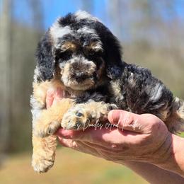 Neytiri - Blue merle female Aussiedoodle puppy in Cleveland, Georgia from Jam's Doodles And Poodles