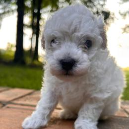 Ava - White female Poodle puppy in Columbus, Mississippi from Rocky Road Kennel