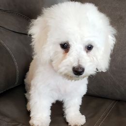 Boy 3 - White Bichon Frise puppy in Pekin, Illinois from Jodith's Bichon Frise