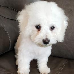 Boy 3 - White Bichon Frise puppy in Pekin, Illinois from Jodith's Bichon Frise