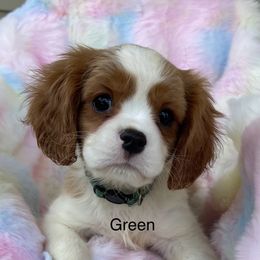 Atlas - Blenheim Cavalier King Charles Spaniel puppy in Ridgeville, South Carolina from Misty Meadow Cavaliers