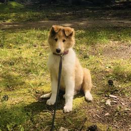 Pearl - Sable merle and white female Collie puppy in Carencro, Louisiana from Cajun Bayou's Collies LLC