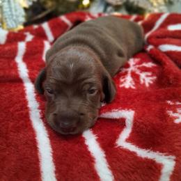 Girl 3 - Chocolate female Dachshund puppy in Farmerville, Louisiana from Hancock House of Basset Hounds & Mini Dachshunds