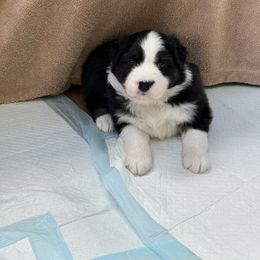 Holly - Black tri-color female Australian Shepherd puppy in Bethlehem, Connecticut from Montanna Sage LLC
