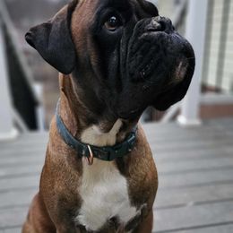 Boxers from Seven Kingdom Boxers