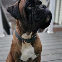 Boxers from Seven Kingdom Boxers