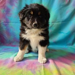 Australian Shepherd, Miniature Australian Shepherd, and Toy Australian Shepherd Puppies from Hippie Dog Haven