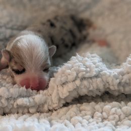 Black - American Corgi puppy in Vancouver, Washington from Bitty B Farms
