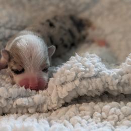 Black - American Corgi puppy in Vancouver, Washington from Bitty B Farms