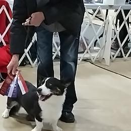 John - Cardigan Welsh Corgi
