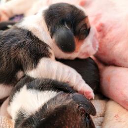 Beagle puppies from Folklore Kennel