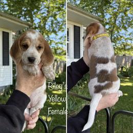 Rileys Yellow - Black tan and redtick female Beagle puppy in Brownsville, Oregon from Beagles on the Run