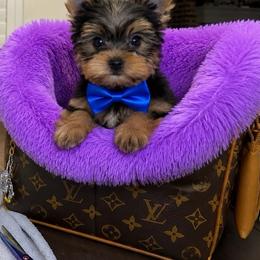 Rex - Black and tan male Yorkshire Terrier puppy in Blanchard, Oklahoma from Southern Belle Yorkie