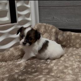 Veronica - Red white and sable female Papillon puppy in Howe, Oklahoma from Southern Sweet Papillons