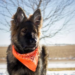 German Shepherd Puppies from Journey's German Shepherds (Kennel Vom Himmel)