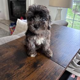 Molly - Black and white female Cavapoo puppy in Strasburg, Pennsylvania from Still Water Puppies