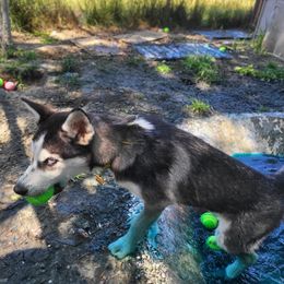 Siberian Husky Puppies from Phresh Pharm Husky Ranch