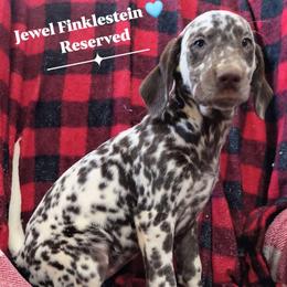 Jewel Finklestein (Teal Collar) Homozygous LUA - White and liver brown female Dalmatian puppy in Raymondville, Missouri from Wagner's Dalmatian's