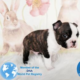 Boston Terrier Puppies from Our Gang Bostons