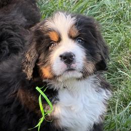 Freedom - Black rust and white female Bernese Mountain Dog puppy in Draper, Utah from Breaking Trail Berners