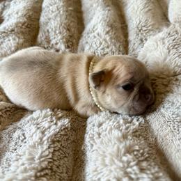 Frape - Cream female French Bulldog puppy in Billings, Montana from Yellowstone Frenchies