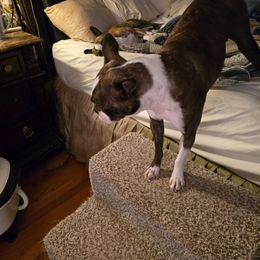 Pipper - Boston Terrier