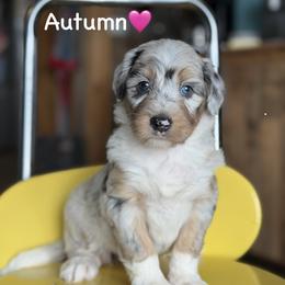 Autumn - Blue merle female Aussiedoodle puppy in Lancaster, Minnesota from Finney Ranch