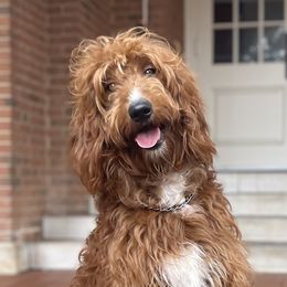 Goldendoodles from Ruby Pupper Doodles