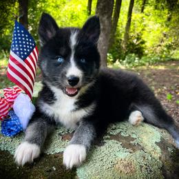 Ava - Black and white female Siberian Husky puppy in Union Grove, Alabama from Southern Siberian Life