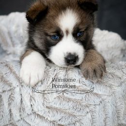 Pomsky Puppies from Winsome Pomskies