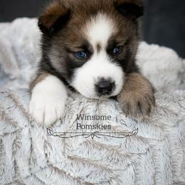 Pomsky Puppies from Winsome Pomskies