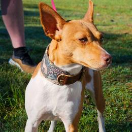 Holly - Rat Terrier