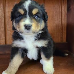 Miniature Australian Shepherd and Toy Australian Shepherd Puppies from Beasley Acres Aussies