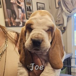 Joe - Mahogany and white male Basset Hound puppy in Greenleaf, Idaho from Happy Acre Bassets