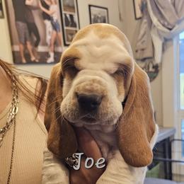 Joe - Mahogany and white male Basset Hound puppy in Greenleaf, Idaho from Happy Acre Bassets