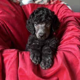 Boy 3 - Silver male Poodle puppy in State College, Pennsylvania from Brookside Standard Poodles